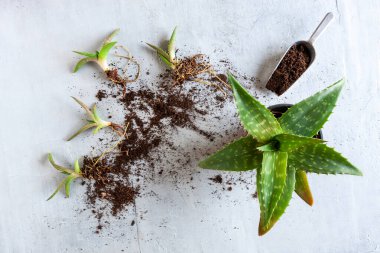 Yeşil ev bitkilerinin saksılara aloe vera ekiminin en üst görüntüsü. Ev bahçesi konsepti