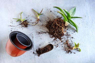 Yeşil ev bitkilerinin saksılara aloe vera ekiminin en üst görüntüsü. Ev bahçesi konsepti