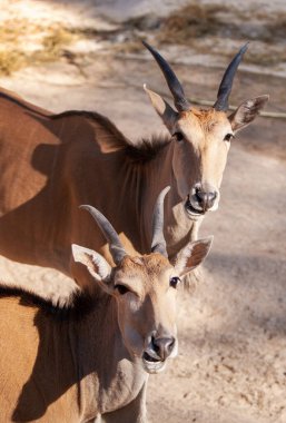 Close up of double portrait Eland antelopes in Savannah open air park in Riga Zoo, Latvia clipart