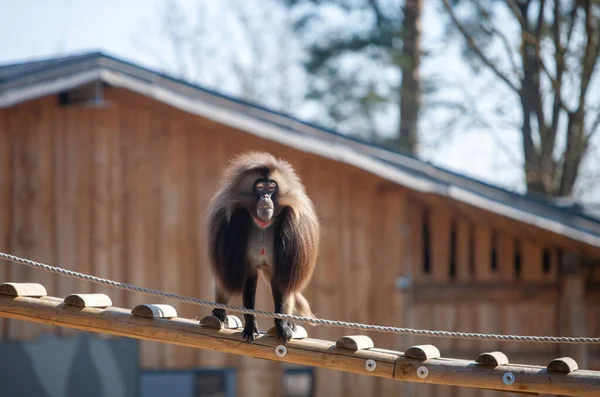 Αρσενικός Πίθηκος Gelada Theropithecus Gelada Στο Υπαίθριο Πάρκο Savannah Στο — Φωτογραφία Αρχείου