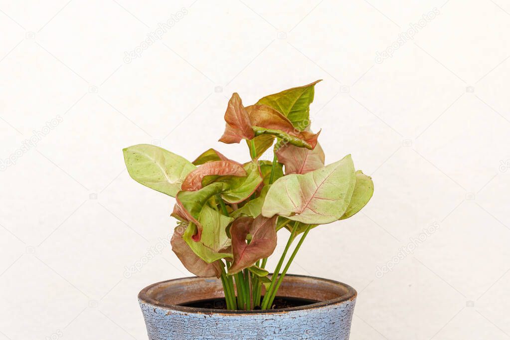 Tropical Syngonium Podophyllum Neon Robusta houseplant with pink and green arrow shaped leaves close-up in a pot