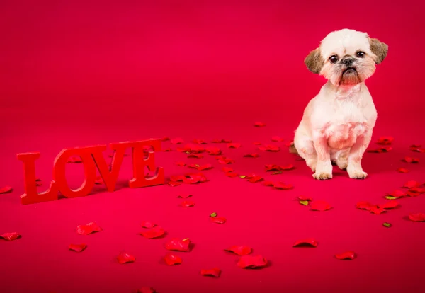 Liefde en rozen — Stockfoto