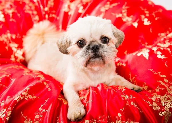 Pekingese Welpe — Stockfoto