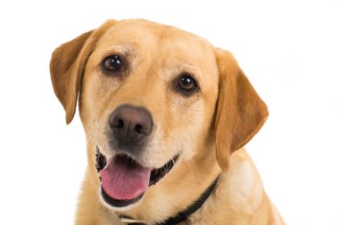 Labrador