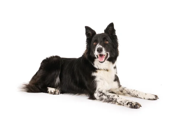 Collie fronterizo — Foto de Stock