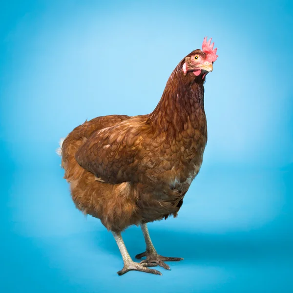 tavuk tavuk