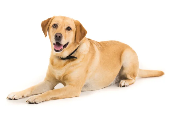 Labrador — Stock Photo, Image