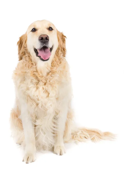 Golden Retriever — Stock Photo, Image