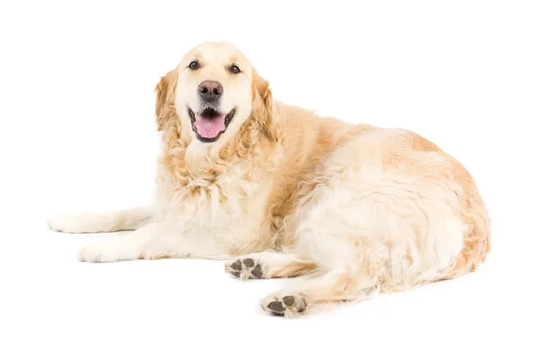 Golden Retriever — Stock Photo, Image