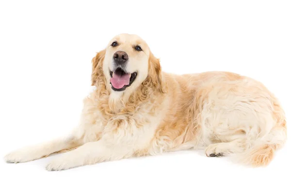 Golden Retriever — Stock Photo, Image