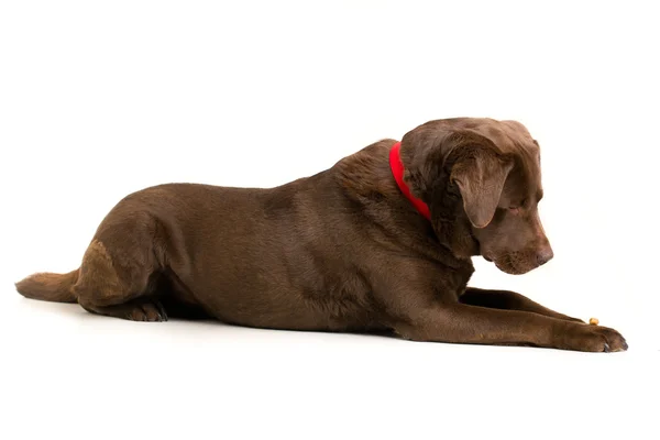 Chocolate Labrador — Stock Photo, Image