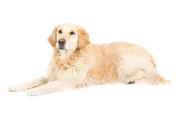 Golden Retriever — Stock Photo, Image