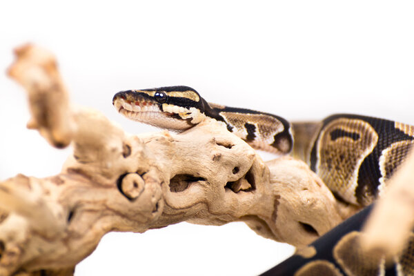 Picture of a Python on a white background