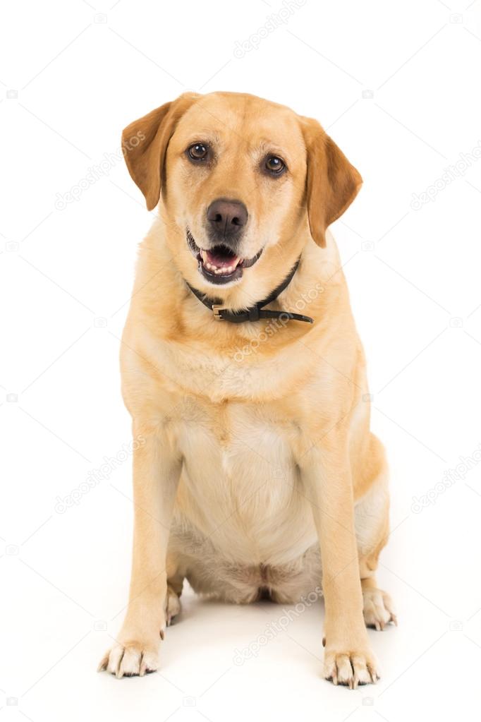 Labrador