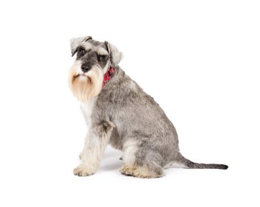 minyatür schnauzer