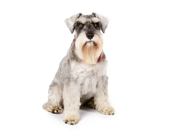 Schnauzer in miniatura — Foto Stock