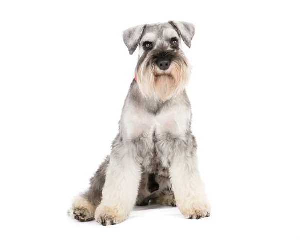 Dwergschnauzer — Stockfoto