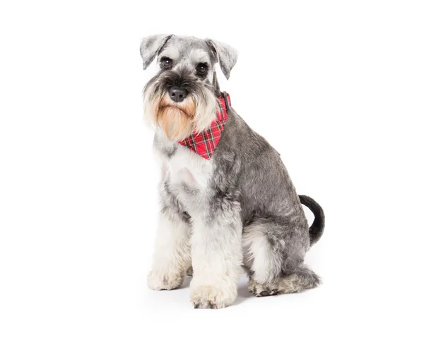 Miniatur Schnauzer — Stok Foto