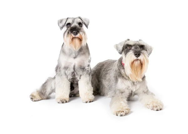 Picture of two miniature schnauzers — Stock Photo, Image