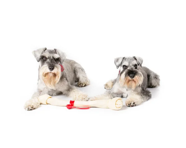 Paire de schnauzers miniatures — Photo