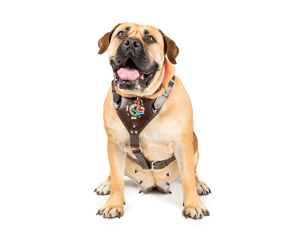 Boerboel, Güney Afrika Mastiff — Stok fotoğraf