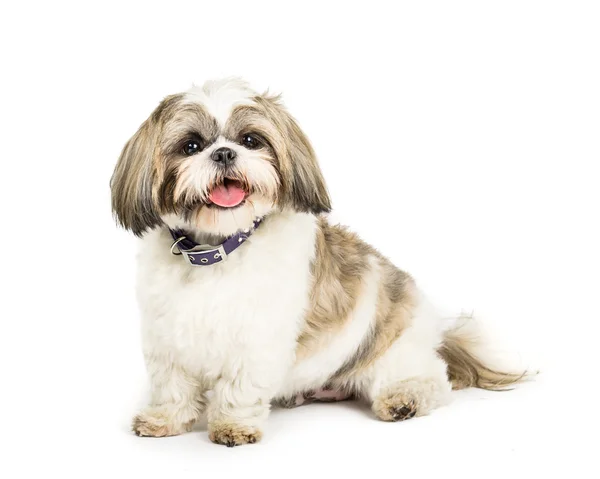 Shih tzu. — Foto de Stock