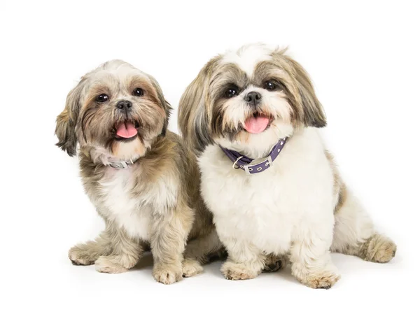 Due shih tzus — Foto Stock