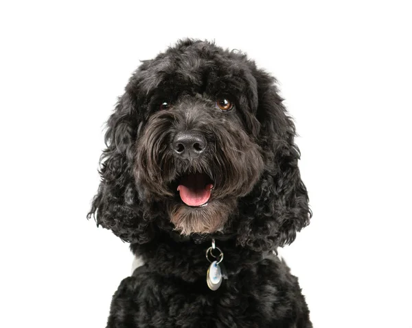 Zwarte Cockapoo — Stockfoto