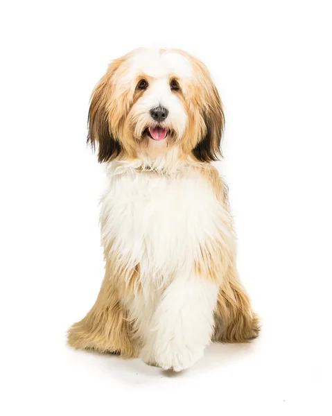 Tibetansk terrier — Stockfoto