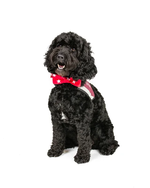 Cockapoo nero — Foto Stock