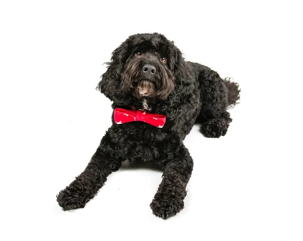 Cockapoo nero — Foto Stock