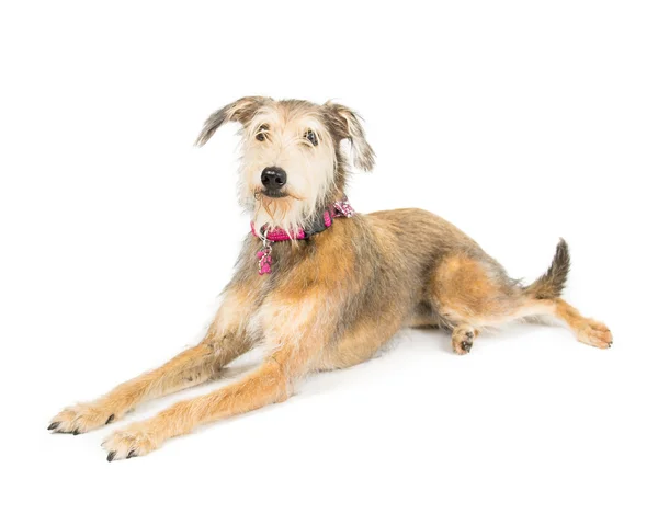 Terrier cross whippet — Stock Photo, Image