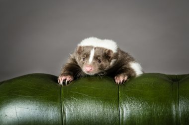 Kokarca.