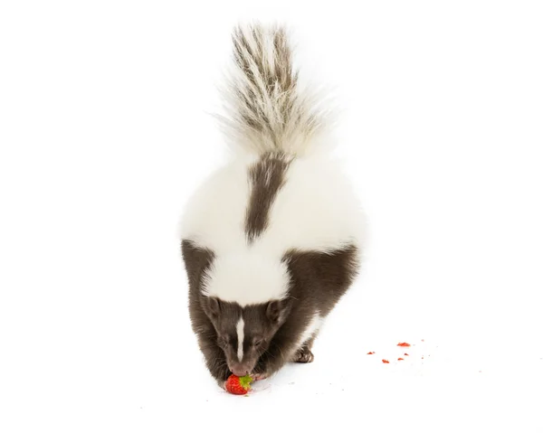 Comer Skunk — Fotografia de Stock