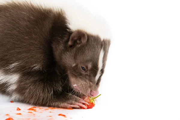 Skunk їжі — стокове фото