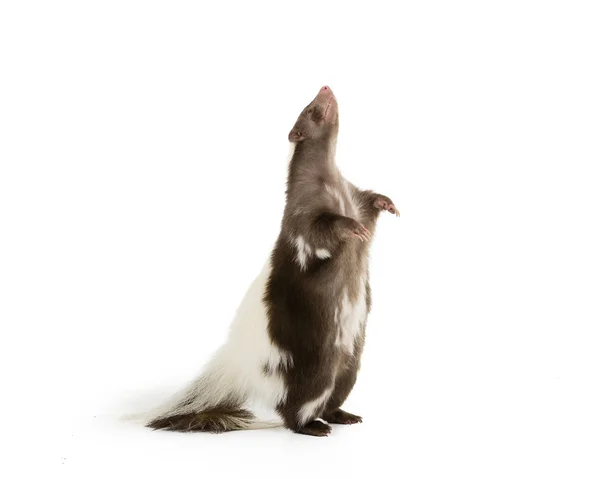 Skunk de pé — Fotografia de Stock
