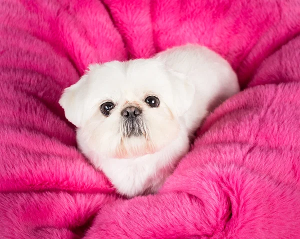 Pekingese-Welpe — Stockfoto