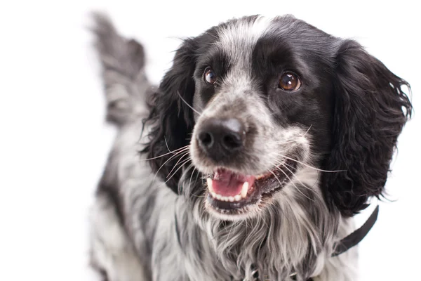 Cocker spaniel — Foto Stock