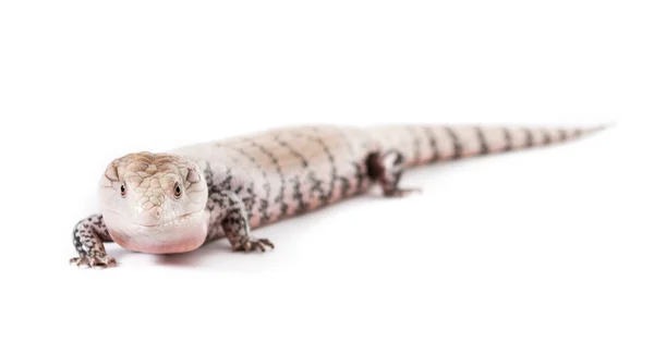 Lenguado azul Skink — Foto de Stock