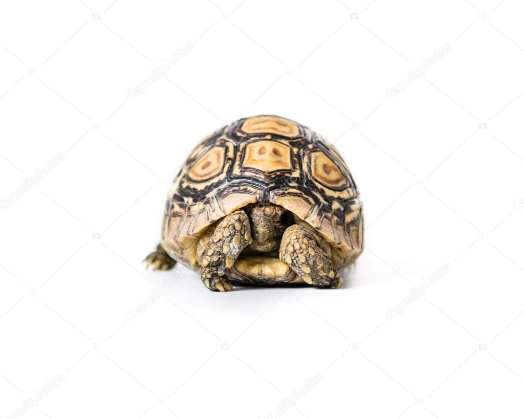 Leopard tortoise