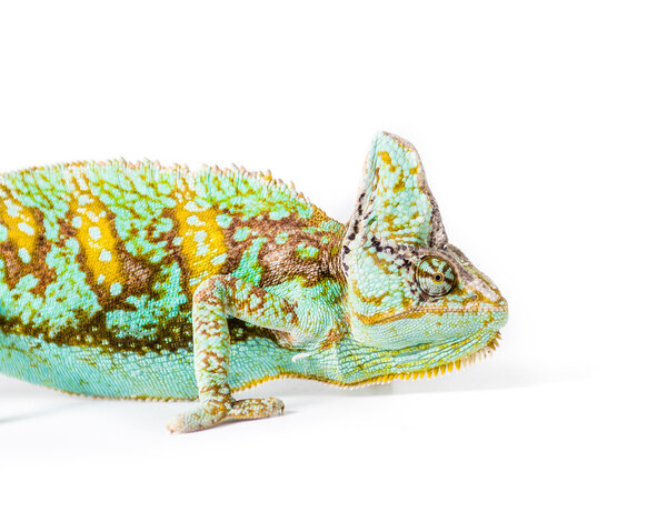 Конусные хамелеоны
