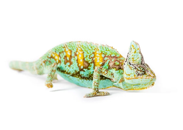 Cone Headed Chameleons — Stock Photo, Image