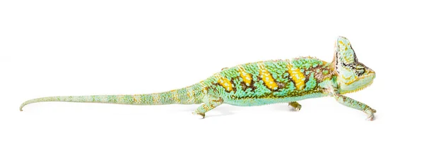 Yemen Chameleon — Stock Photo, Image