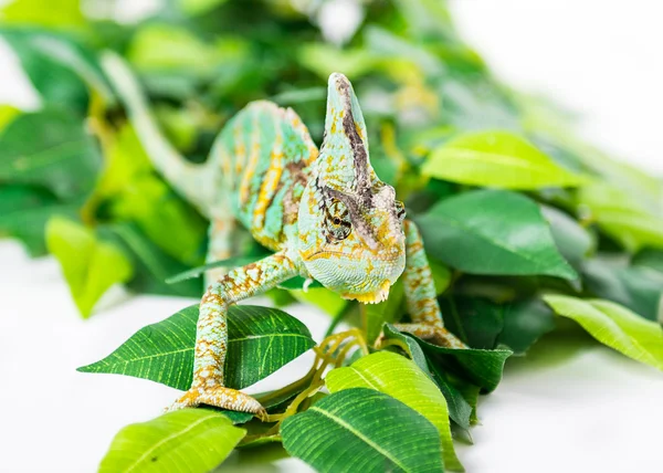 Hiding Chameleon — Stock Photo, Image