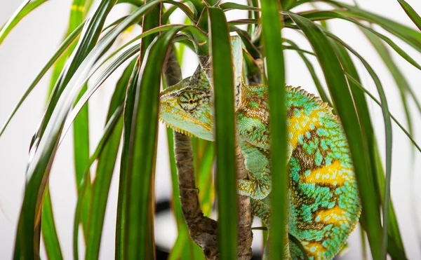 Climbing Chameleon — Stock Photo, Image