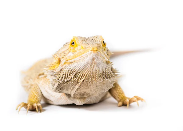 Bearded Dragon — Stock Photo, Image
