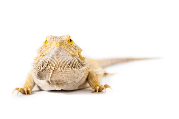 Bearded Dragon — Stock Photo, Image