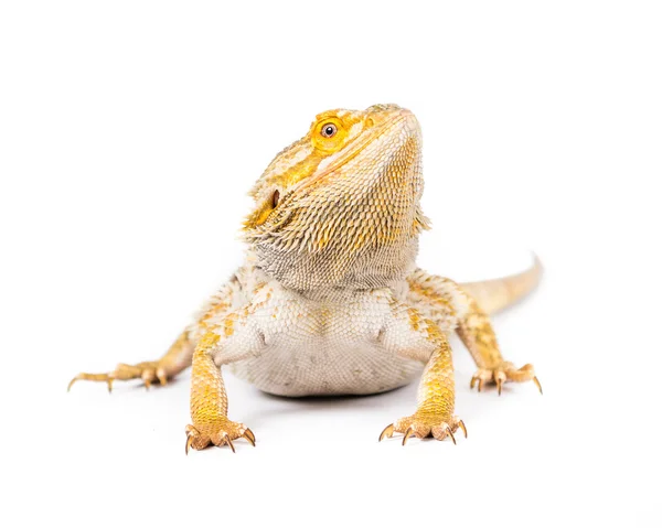 Dragón barbudo — Foto de Stock