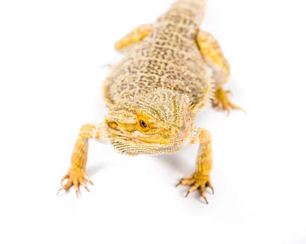 Bearded Dragon — Stock Photo, Image