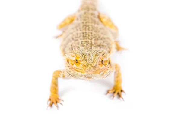 Bearded Dragon — Stock Photo, Image